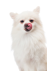 Image showing White pomeranian licking its nose