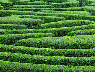 Image showing Green plant maze