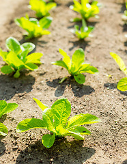 Image showing Young lettuce field