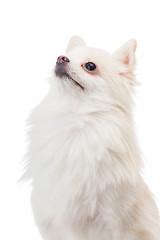 Image showing White pomeranian looking at top