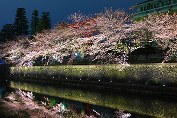 Image showing Biwa lake canal with sakura tree at night