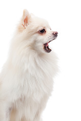 Image showing White pomeranian yawning