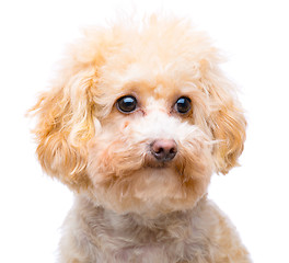 Image showing Brown poodle isolated