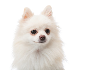 Image showing White pomeranian