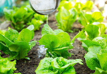 Image showing Fertilizer of lettuce field