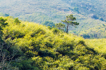 Image showing Pine tree on mountain 