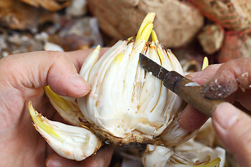 Image showing Cutting narcissus bulb