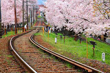 Image showing Railway and sakura tree