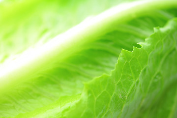 Image showing Lettuce texture close up