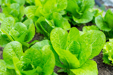 Image showing Lettuce