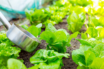 Image showing Fertilizer of lettuce