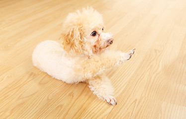 Image showing Toy poodle lying on floor and giving hand