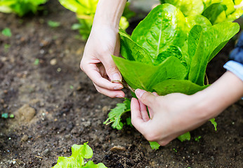 Image showing Cultivate lettuce