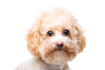 Image showing Brown poodle