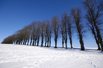 Image showing Trees on hill at winter