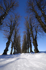 Image showing Pathway at winter