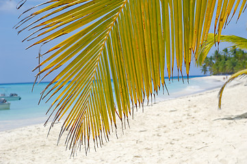 Image showing Palm leaf hanging over exotic beach
