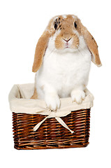 Image showing Rabbit sitting in a basket