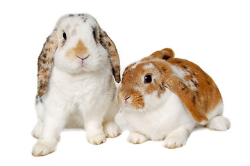 Image showing Two rabbits isolated on a white background