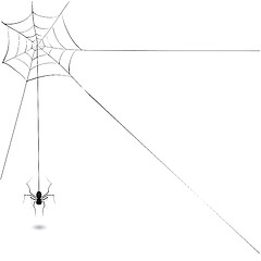 Image showing spider