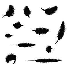 Image showing feathers