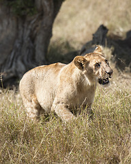 Image showing adolescent lion (Panthera leo) 