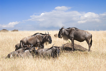 Image showing herd of wildebeests
