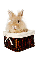 Image showing Rabbit sitting in a basket