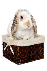 Image showing Rabbit sitting in a basket