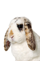 Image showing Rabbit face