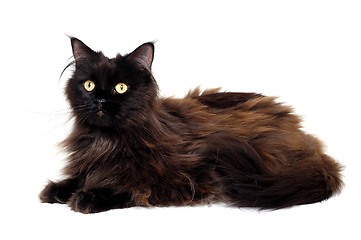 Image showing Black cat isolated on a white background