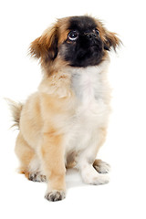 Image showing Puppy dog sitting on white background