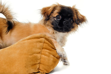 Image showing Puppy in dog bed