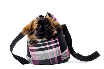 Image showing Puppy dog in bag