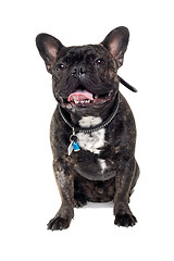 Image showing French Bulldog dog on white background