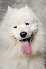 Image showing Face of samoyed dog