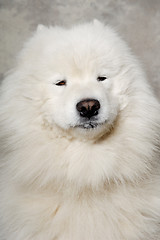 Image showing Face of samoyed dog