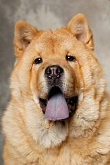 Image showing Face of Chow dog