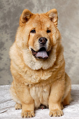 Image showing Chow dog resting