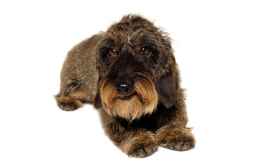 Image showing Dachshund dog on white background