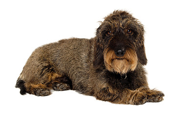 Image showing Dachshund dog on white background