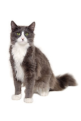 Image showing Gray cat sitting on a clean white background