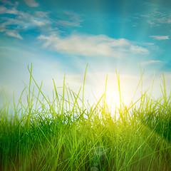 Image showing Spring green grass