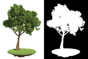 Image showing Green Garden Tree Isolated on White.