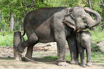 Image showing Asian Elephants of Nepal