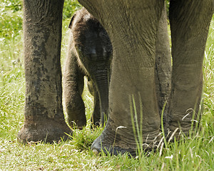 Image showing Newborn Asian Elephant 