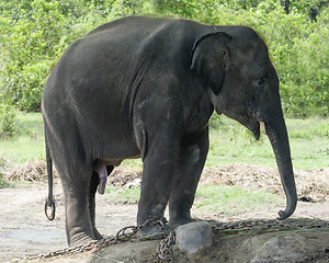 Image showing Juvenile Asian Elephant 