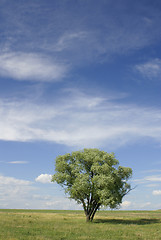 Image showing Alone tree_vertical