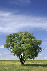 Image showing Alone tree