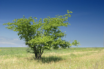 Image showing Alone tree_